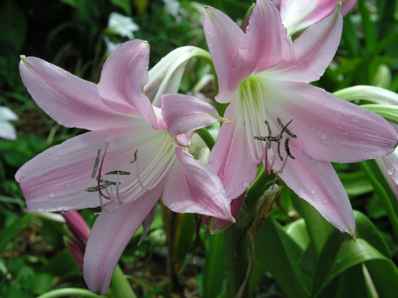 Crinum Lily, Walter Flory, Jumbo, blooming-size bulb, NEW