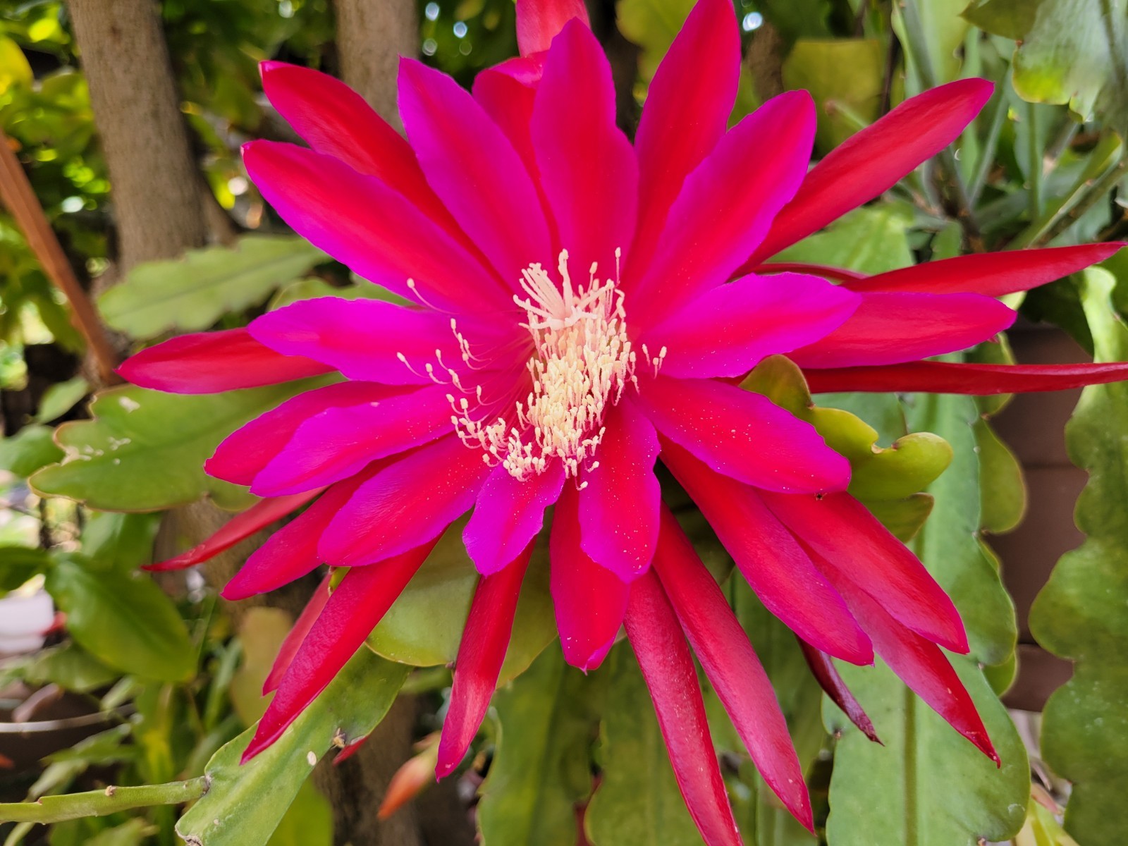 Epiphyllum Masada Unrooted Cuttings / 8 to 10 inches long / Epicactus