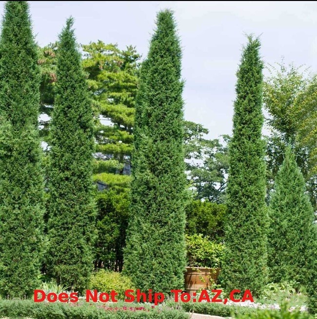 Taylor Juniper Tree 1-2 ft Outdoor Evergreen Plant Juniperus virginiana ‘Taylor’