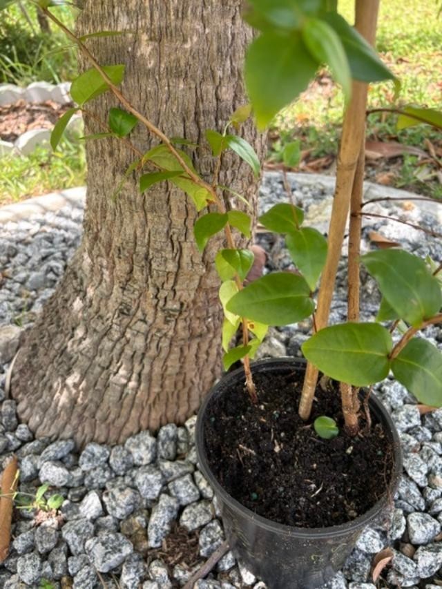 ~24 MO TRIPLE SURINAM BLACK CHERRY SEEDLINGS (EUGENIA UNIFLORA/LOLITA CULTIVAR)
