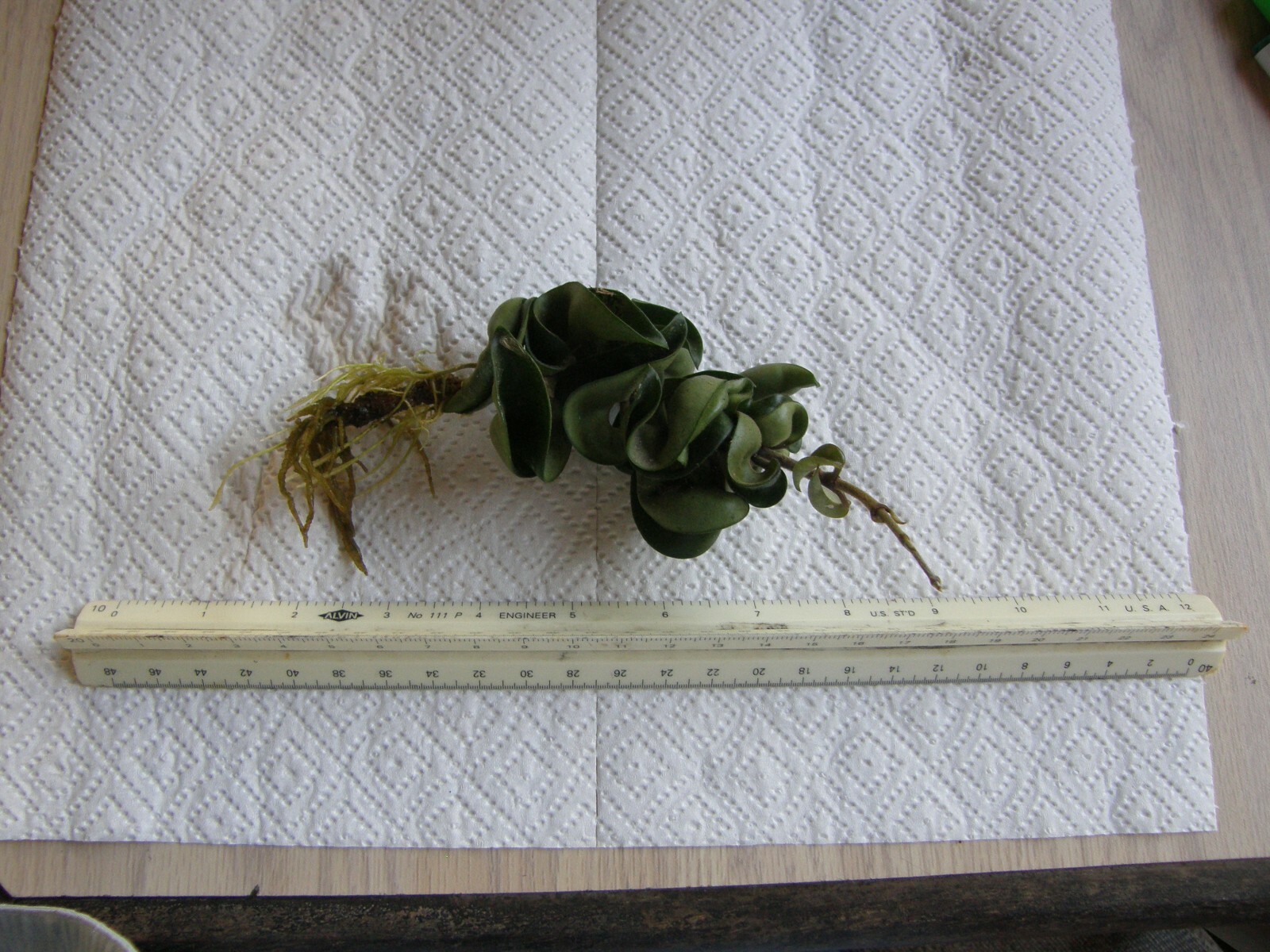 #7869 HOYA CARNOSA COMPACTA KRINKLE KURL HINDU ROPE BARE ROOT PLANT FIVE+ INCHES