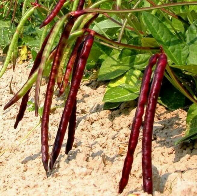 Mississippi Pinkeye II Purplehull Cowpea Seeds | Southern Cow Pea Bean Seed 2024