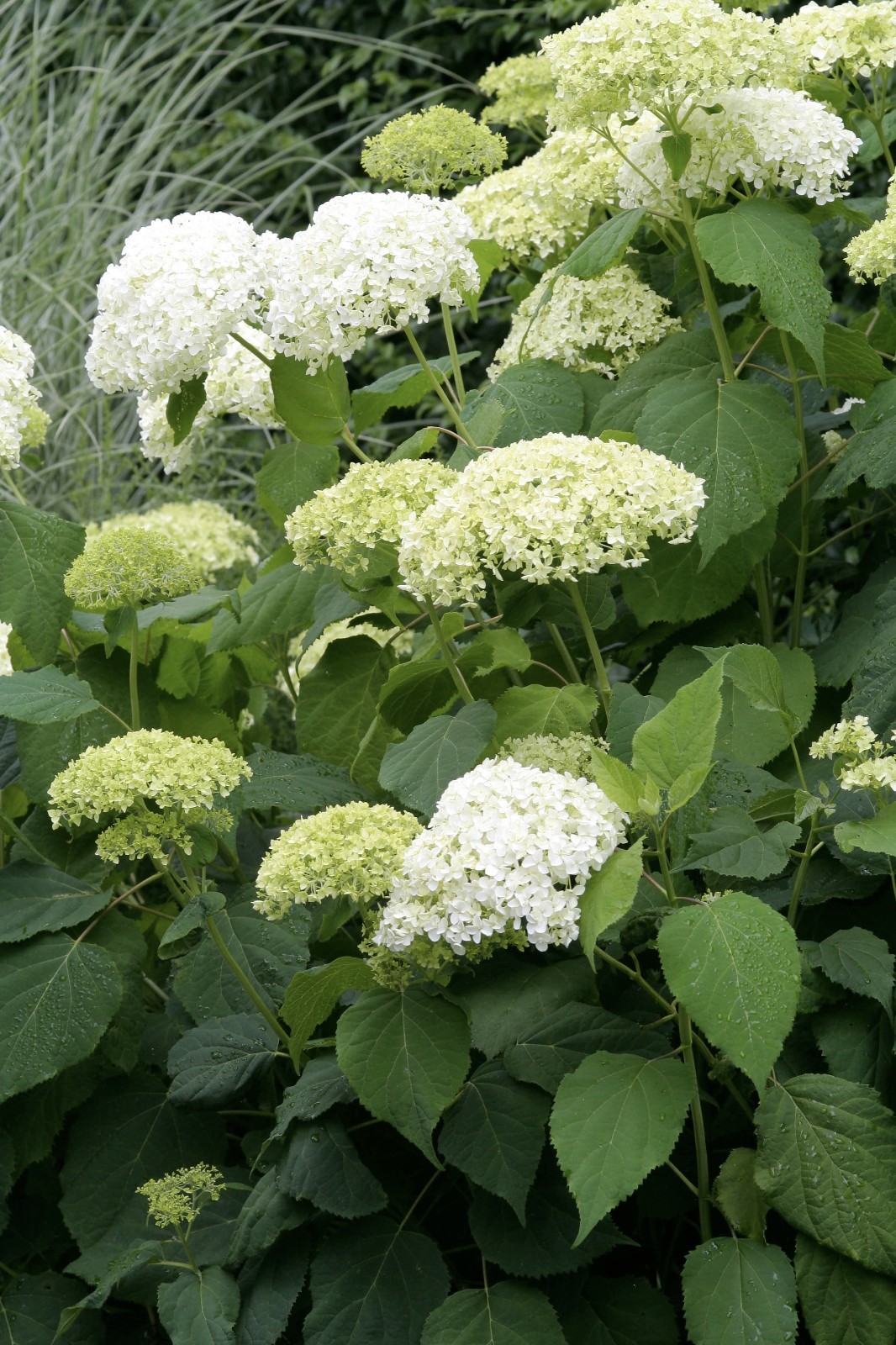 Hydrangea Arborescens Annabelle – 4 Inch Starter Plant