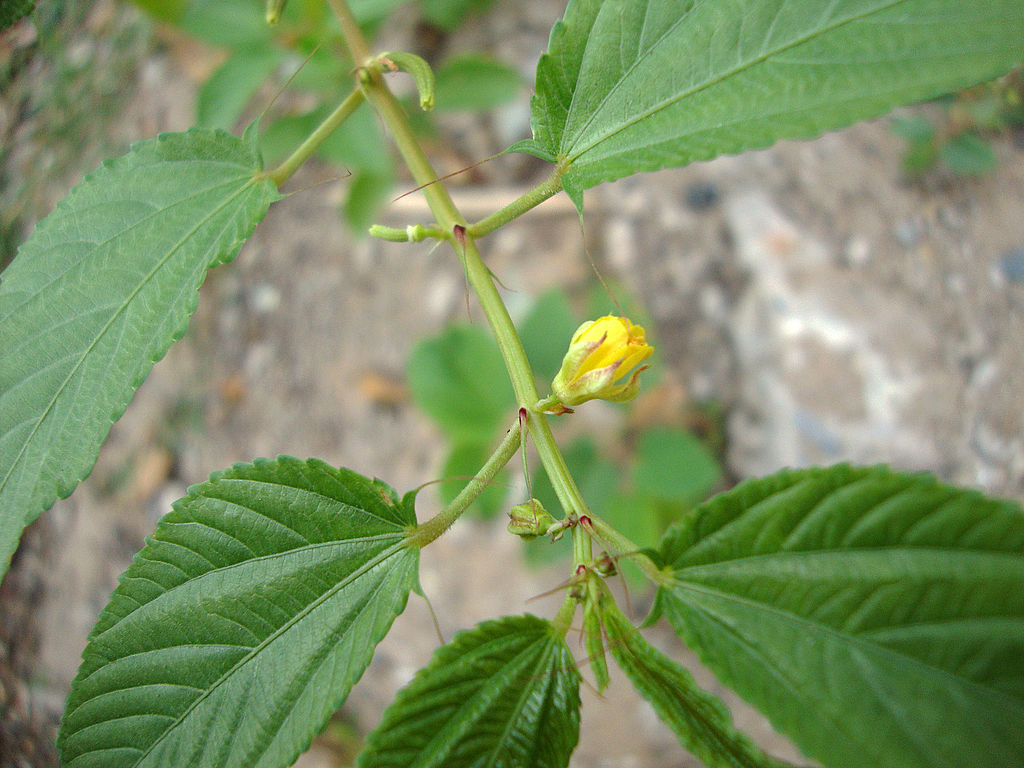 500 Egyptian spinach Seeds (Corchorus olitorius) Saluyot, Green Jute seeds