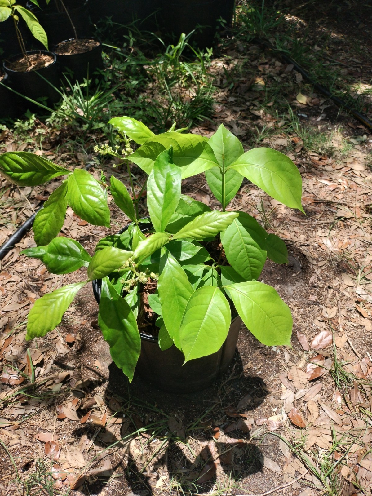 2 Plant Combo South American Psychotria V. And B. Caapi Plant In Same Pot # 1