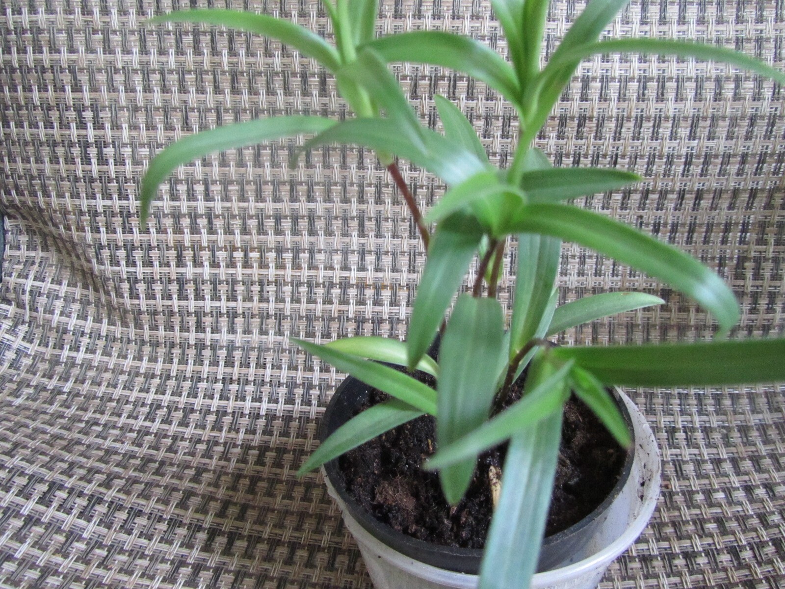 3 Starter plants Lilium Lancifolium Double Tiger Lily Flore Pleno from 2” pot