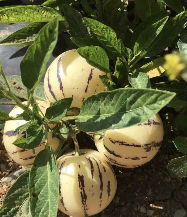 2 Pcs Pepino Melon Plant Cutting 6” Golden Sweet Ginseng Fruit Plant No Root