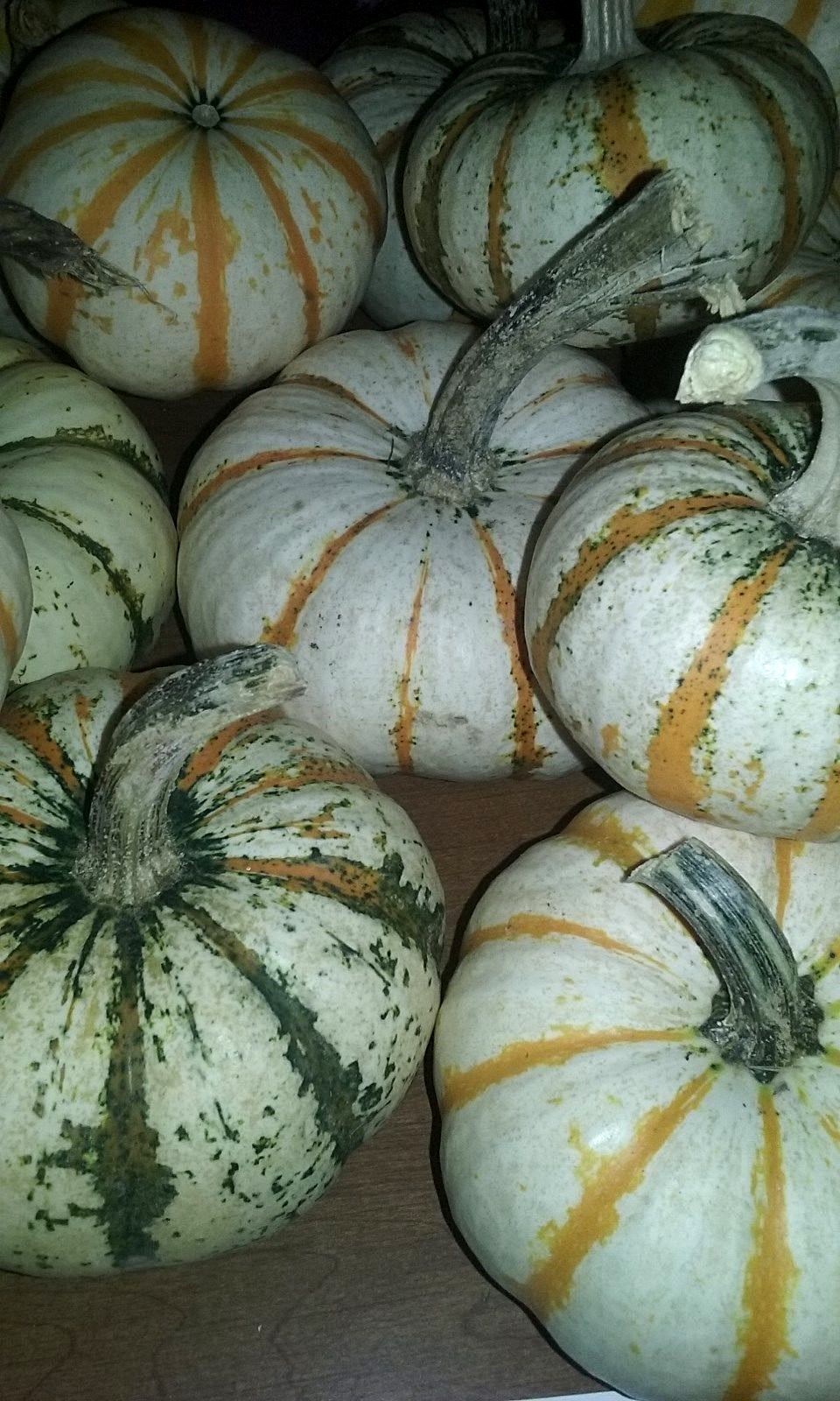 Pump-ke-mons Pumpkin Seeds- COMB. S/H- SEE MY STORE