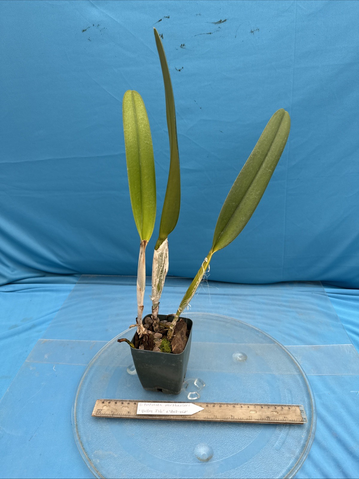 Cattleya purpurata Werkhauseri ‘Valley Isle’ X ‘AWZ USA’ Orchid Species 4” Pot