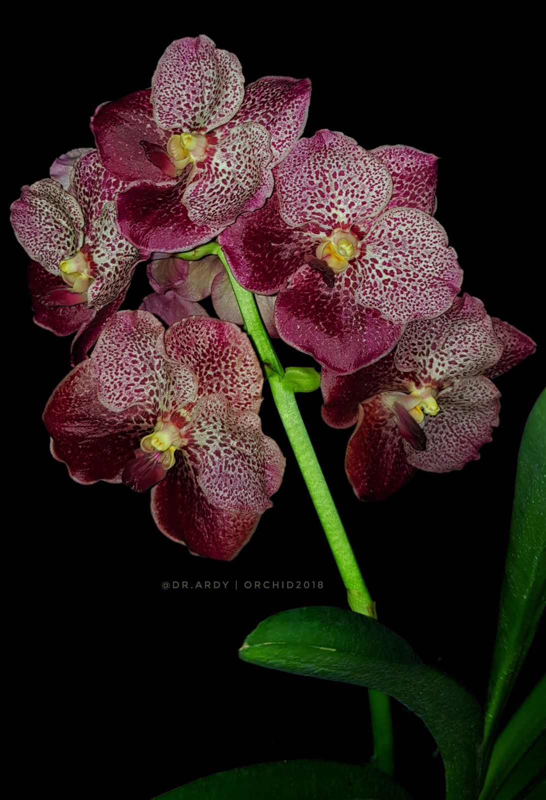 Vanda Orchid – Kanokwan ‘kaka’