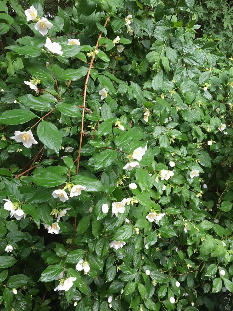 English Dogwood White Flowering Mock Orange Tree Bush 100 Seeds USA Seller