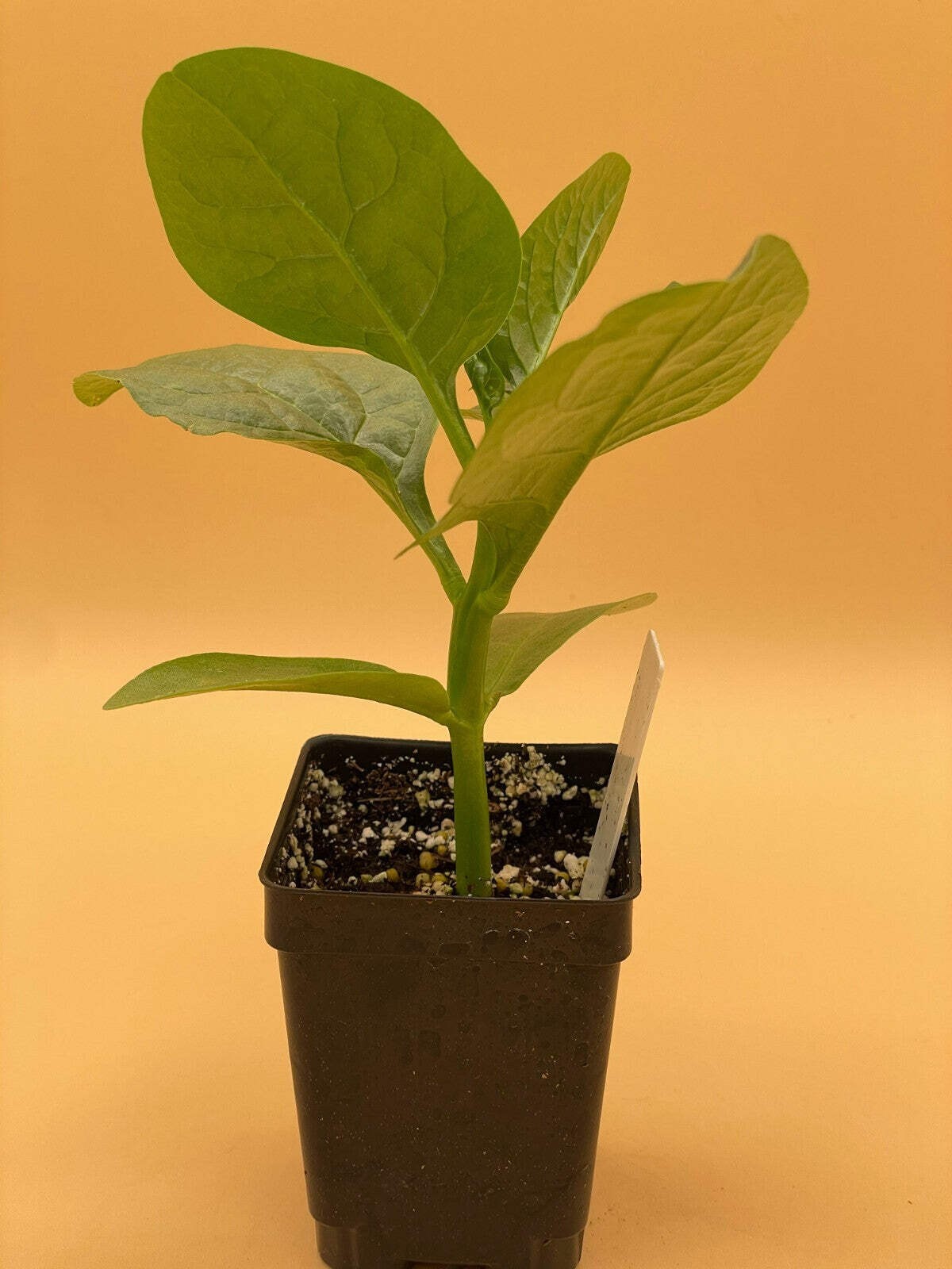 Malabar Spinach Green Live Plant 3″ Starter Plant – Basella rubra Alba