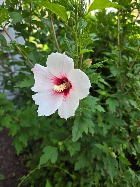 1 Rose Of Sharon Hibiscus 12 + Inches Tall “LIMITED TIME BUY ONE GET ONE FREE”