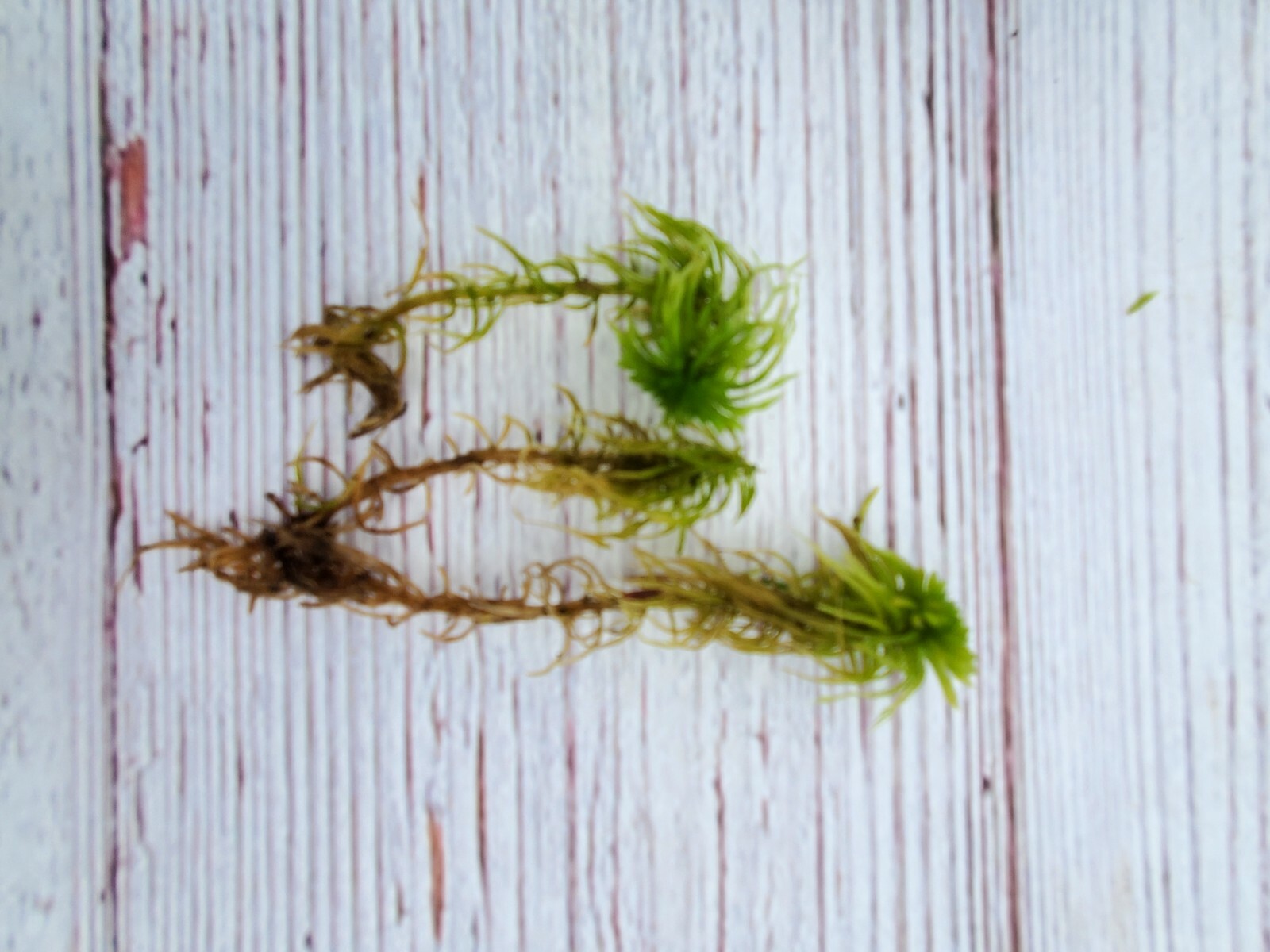 Fresh Live Sphagnum for Terrarium Vivarium Orchids Carnivorous 8″x10″ Bag
