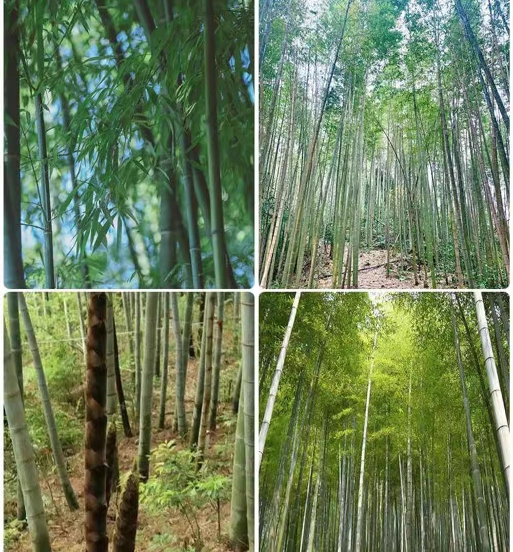 50+Giant Moso Bamboo Seeds Perennial evergreen Grows Edible Bamboo shoots USA