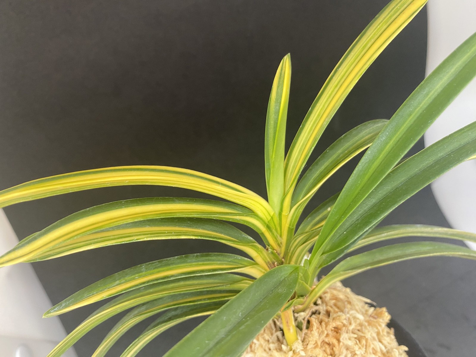 Neofinetia falcata A325DK124. TENRYO 天領
