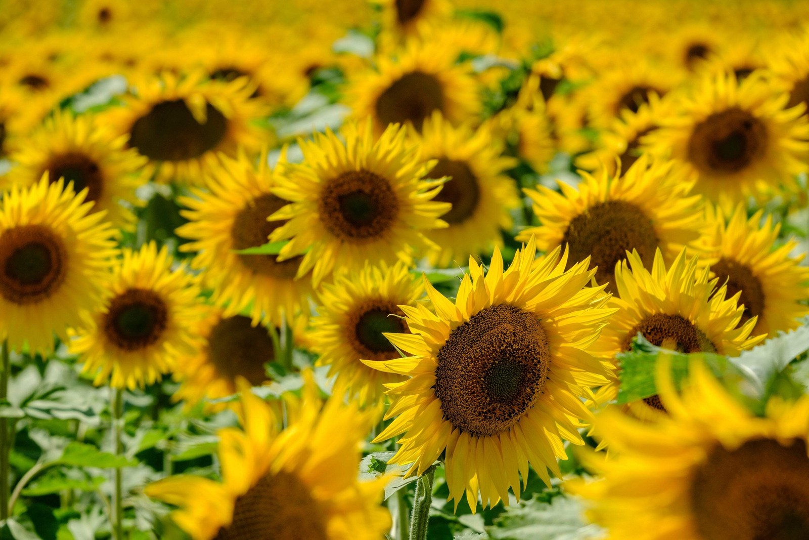 100 BLACK OIL SUNFLOWER Helianthus Annuus Yellow Hummingbird Bird Flower Seeds