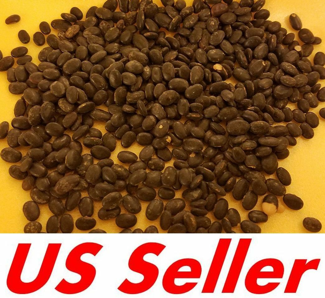500 Black Laredo Forage Soybean Seeds E202, Non GMO For Wildlife Nitrogen Fixer