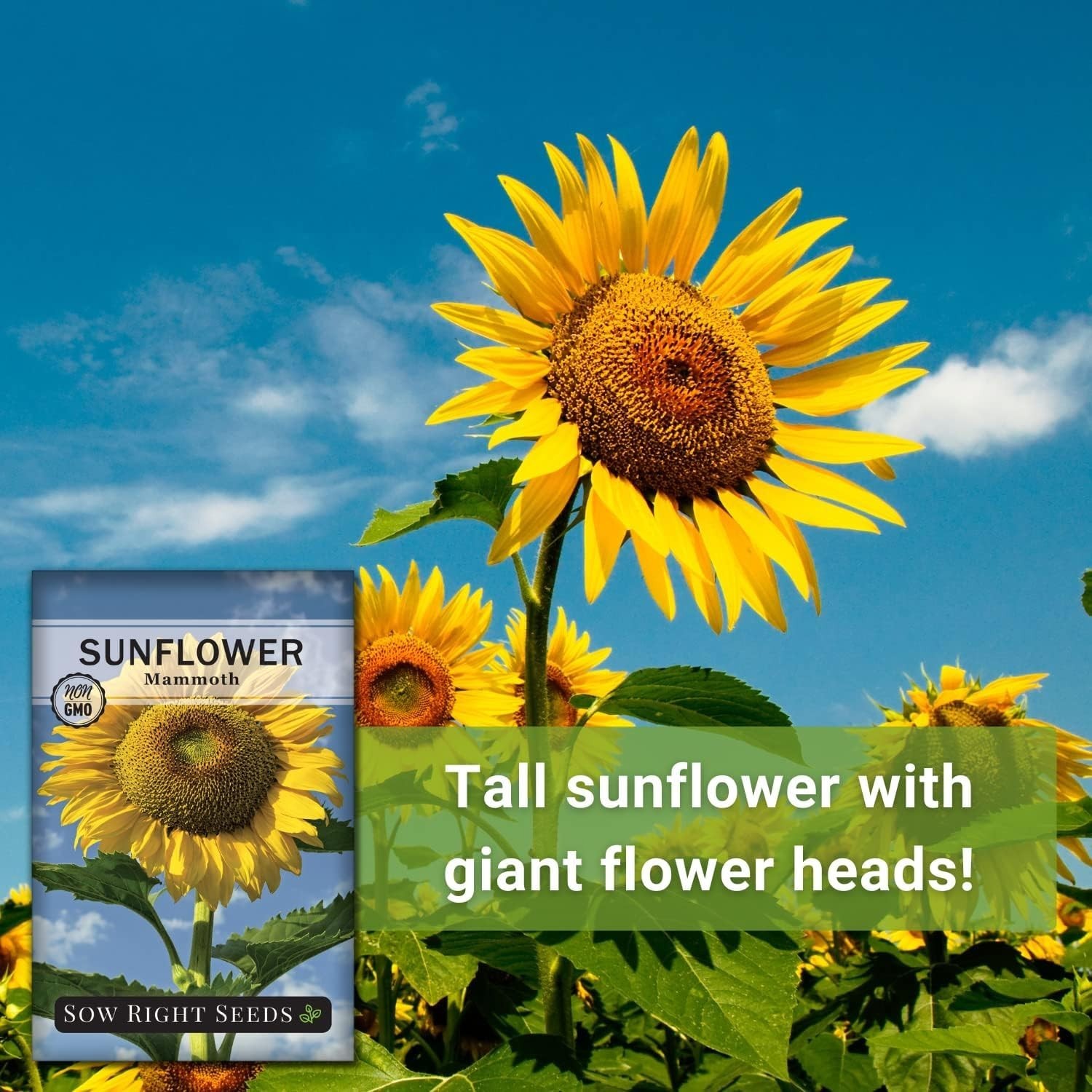 Mammoth Sunflower Seeds – High Germination Rate – Fragrant Outdoor Garden Blooms