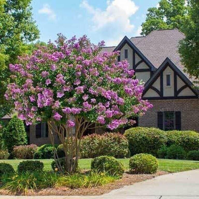 Crape Myrtle Catawba | 2 Inch | Lagerstroemia indica | Flowering Tree Plant