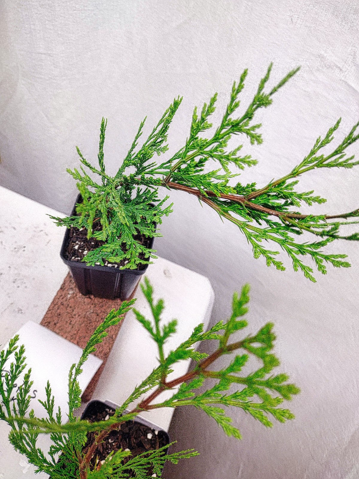 Incense Cedar tree in small nursery pot. Calocedrus decurrens.