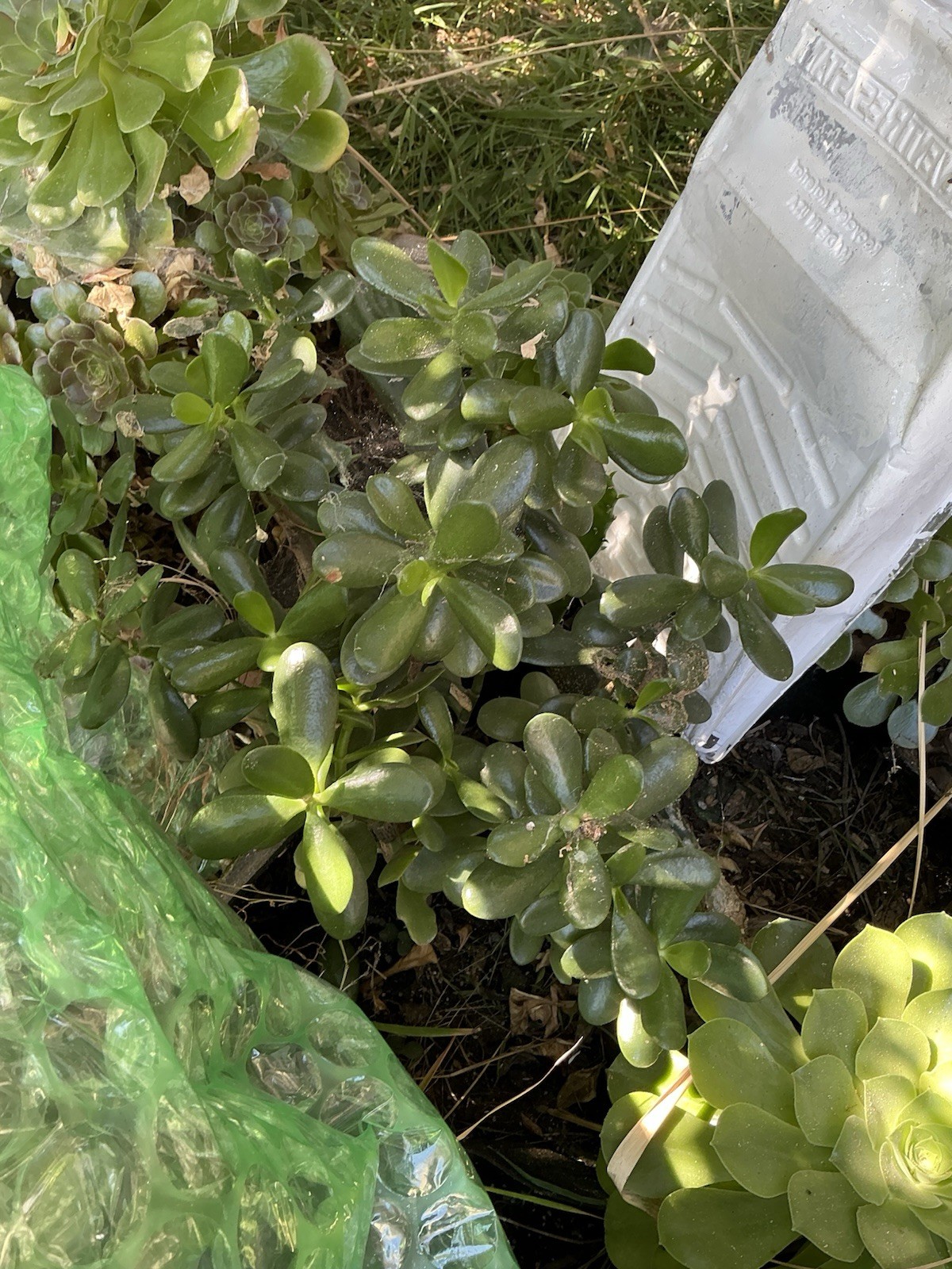 Healthy lush green Crassula Ovata Jade Plant cluster, Rooted 19” tall with roots