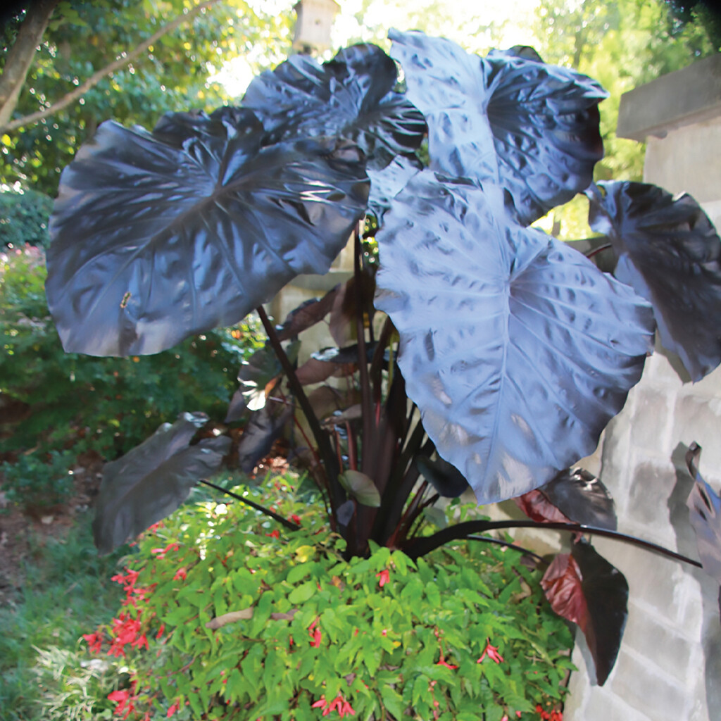 Black Coral Colocasia / Elephant Ear, Large 1 Gallon Size