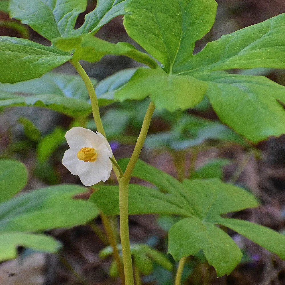 Mayapple – American Mandrake Perennial 50 Plants Bare Root Live Garden Plant
