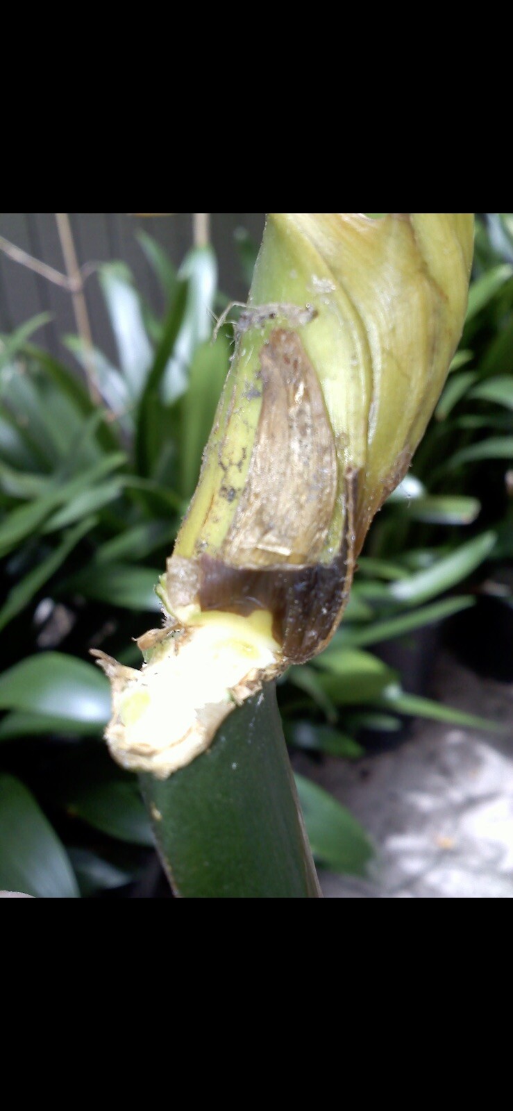 1 YELLOW CLIVIA MINIATA BLOOMING SIZE CAPABLE OF PRODUCING KEIKI’s and PUPs