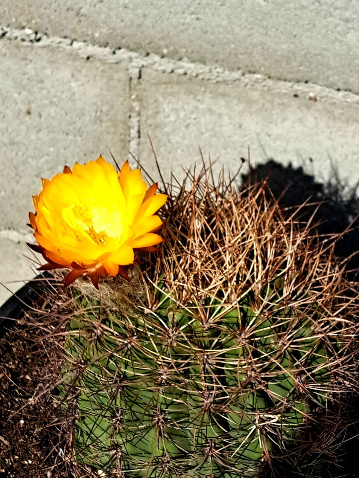 Soehrensia Formosa Giant Echinopsis Cactus With Baby Plant Yellow Flowers