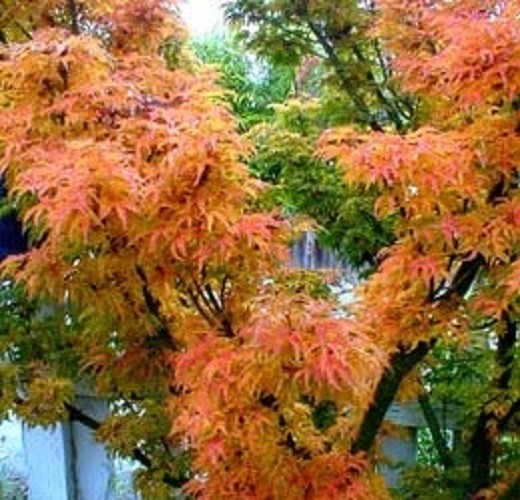 Shishigashira ( Lions Head ) Japanese Maple Tree – Live Plant – ( 2.5 QT )