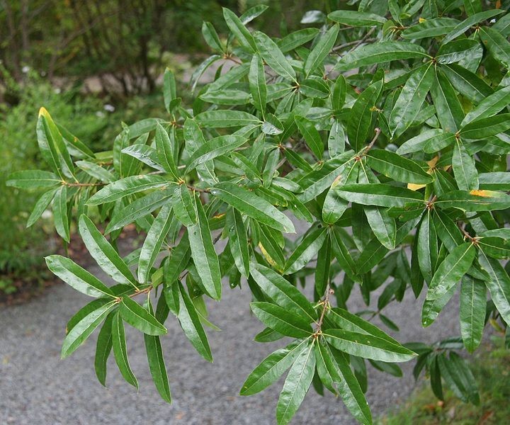 Quercus phellos (Willow Oak) 10 Unrooted Cuttings