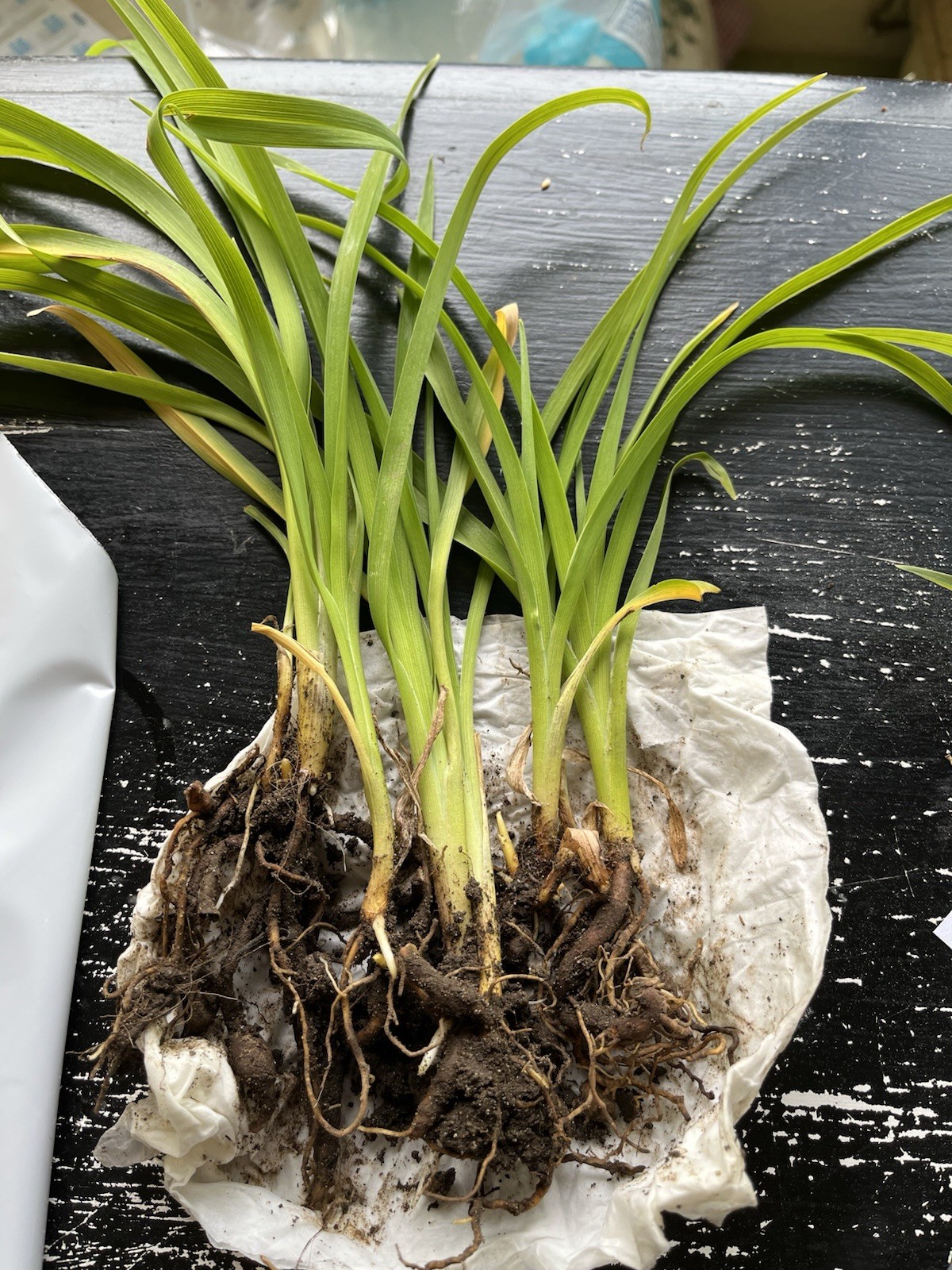 3 Red Daylily Plant Roots Perennial Easy To Grow Drought Tolerant