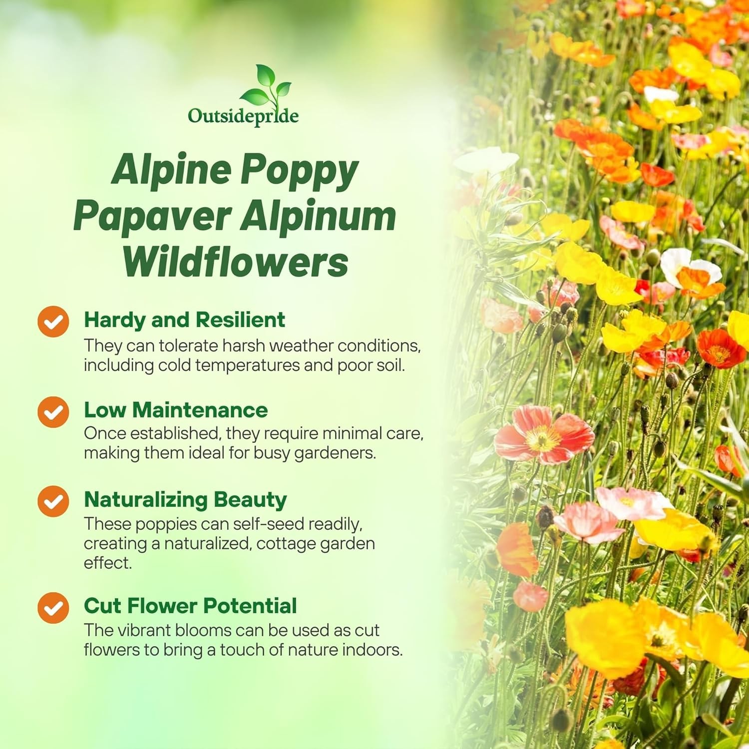 10000 Seeds Poppy Seeds – Alpine Poppy Flower Seed