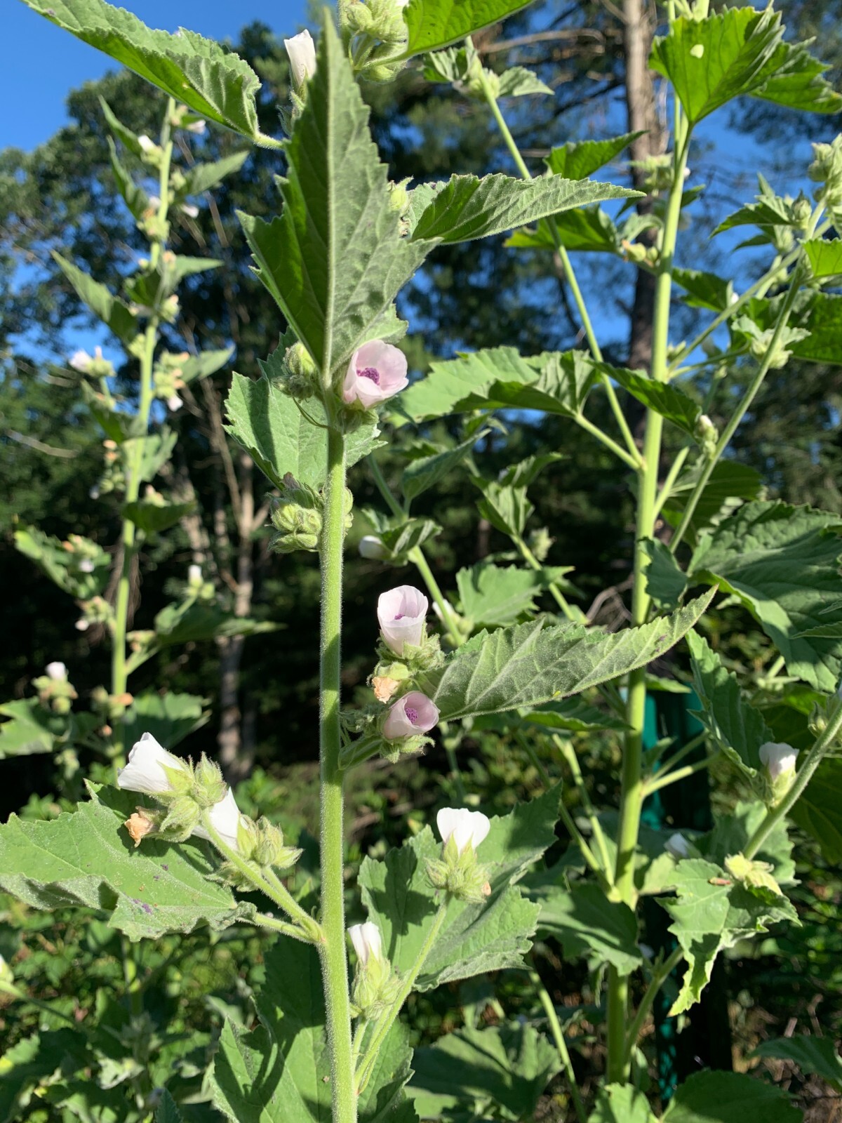25 Organically Grown Marshmallow Seeds (Althaea Officinalis) – Medicinal Herb