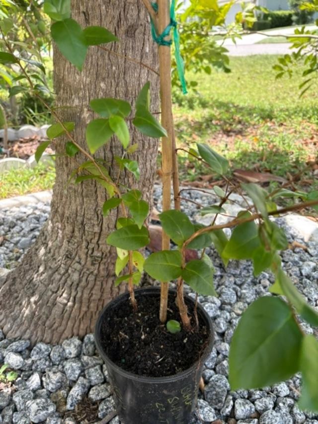 ~24 MO TRIPLE SURINAM BLACK CHERRY SEEDLINGS (EUGENIA UNIFLORA/LOLITA CULTIVAR)