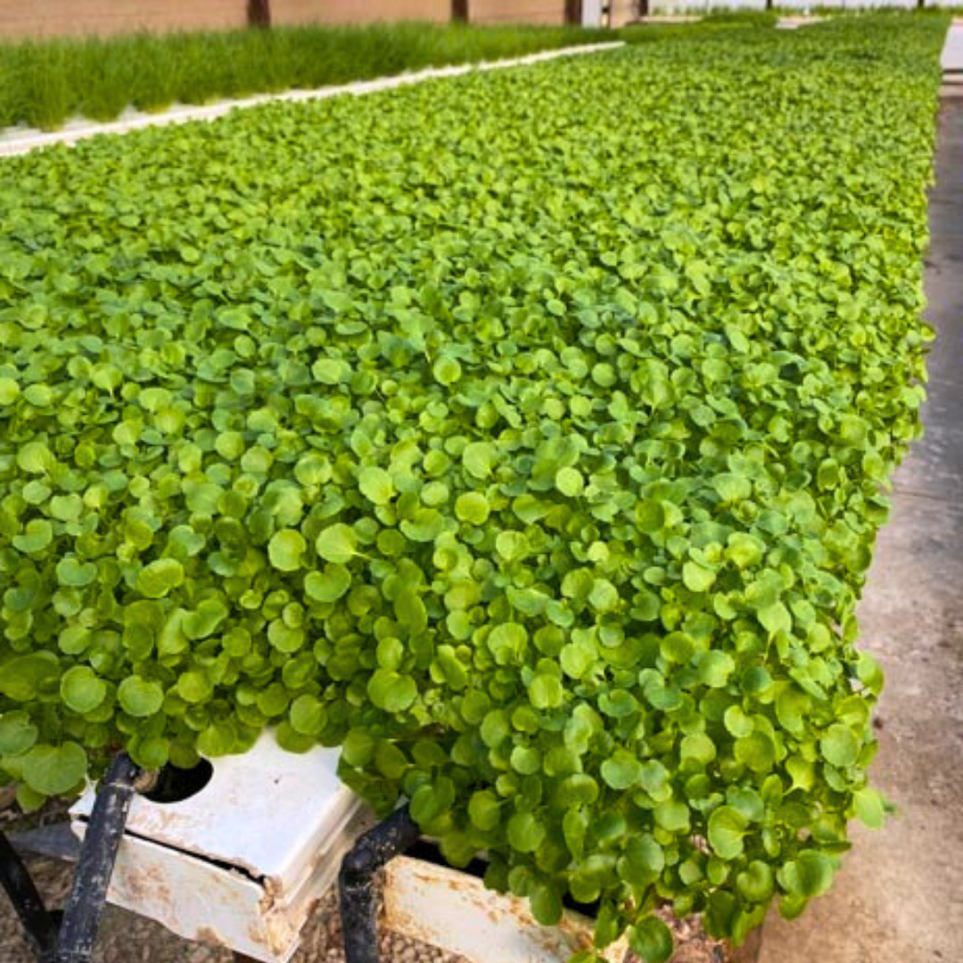 Fresh Green Watercress Seeds | Xi Yang Cai | Heirloom Non-GMO | Vegetables Seeds