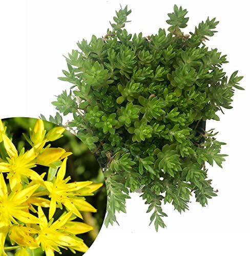 Organic Gold Moss Stonecrop Sedum Live Plant (Sedum sarmentosum) 2.5 inch Pot