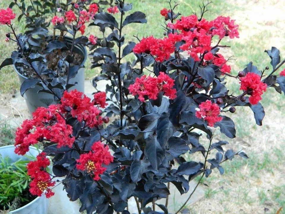 EBONY FIRE~~Crepe Crape Myrtle Starter Lagerstroemia Well Rooted “STARTER” Plant
