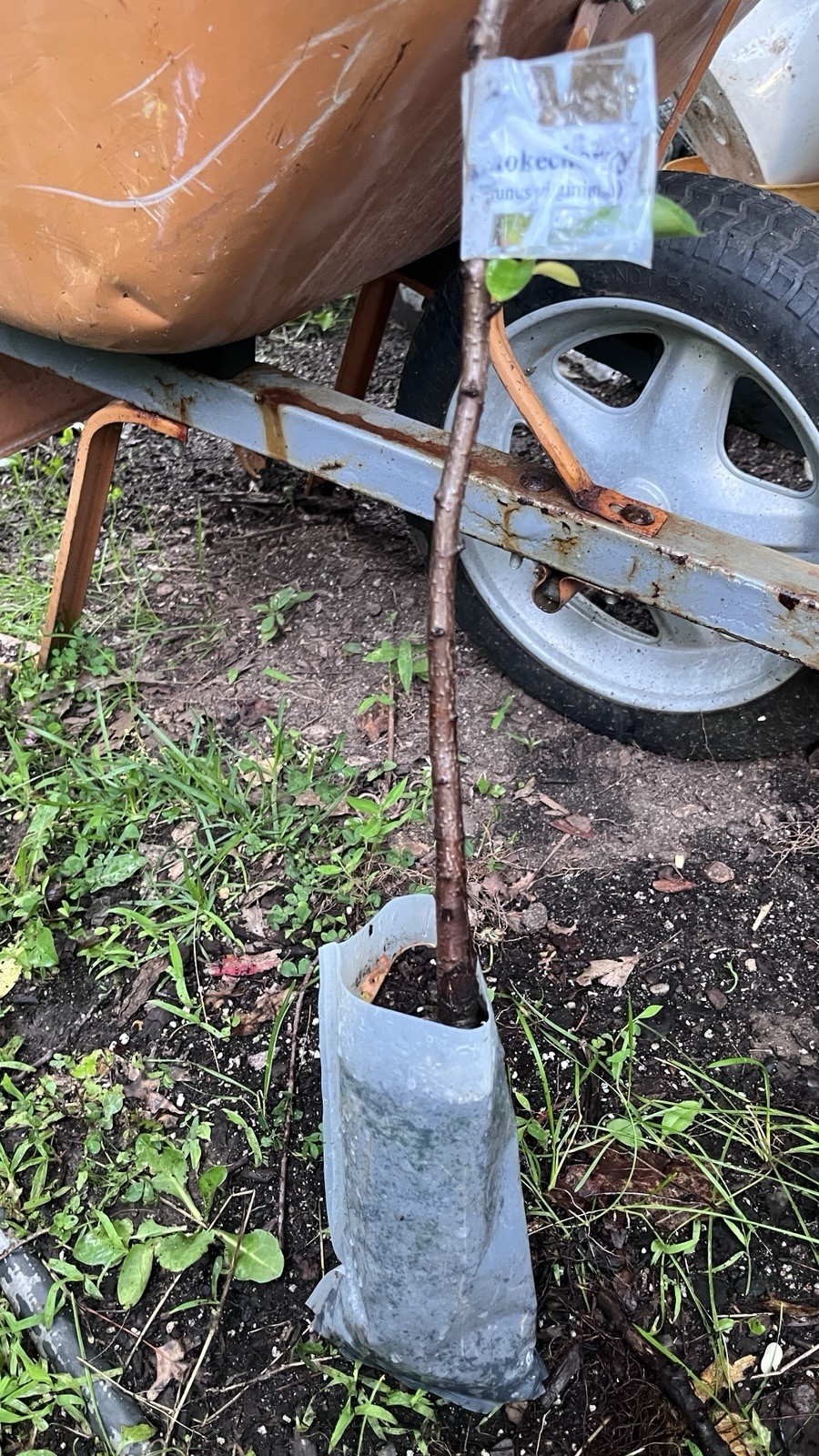 24-36″ tall Chokecherry Prunus virginiana, 2-3 year old bare root plant