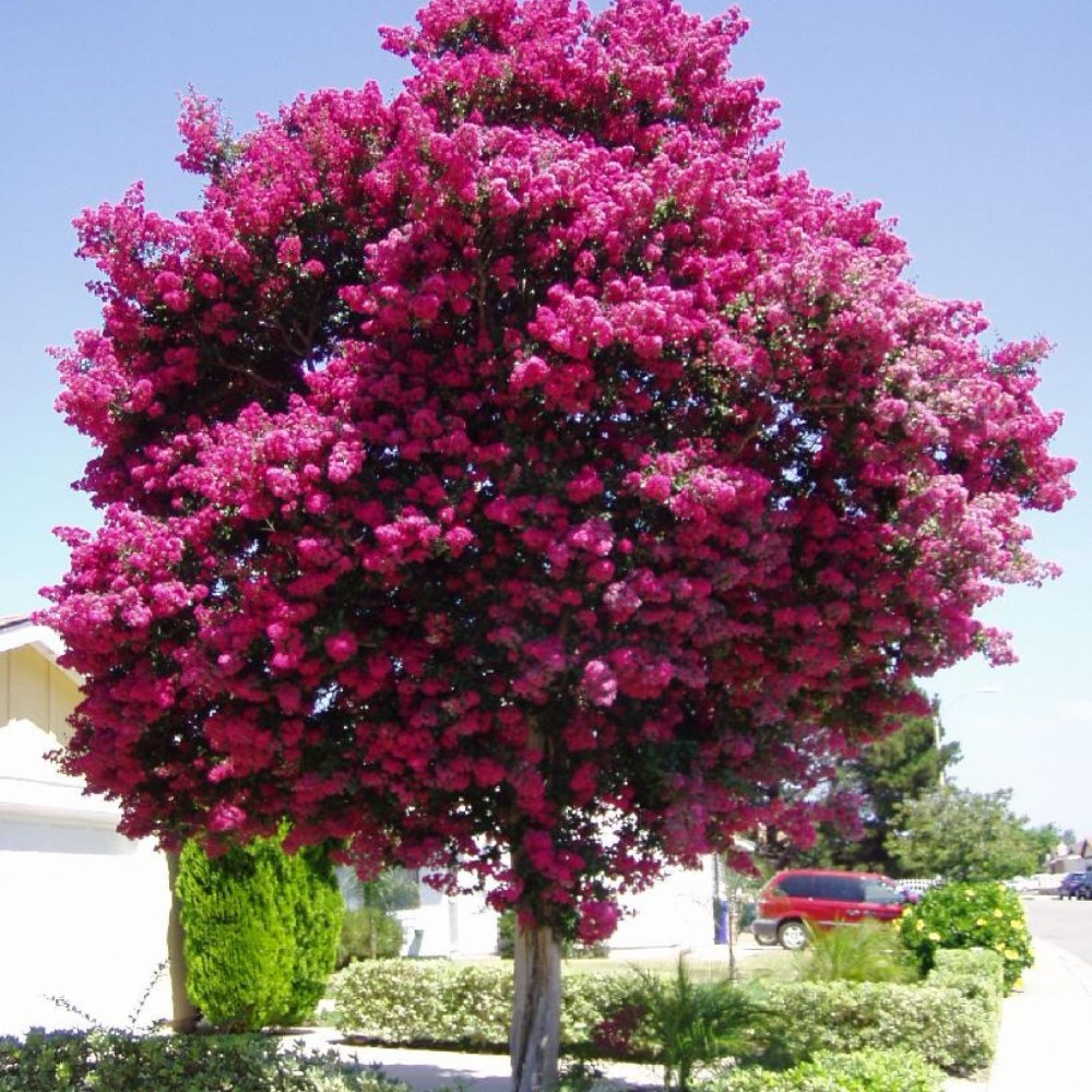 CRAPEMYRTLE Lagerstroemia Indica 50,150,300 SEEDS