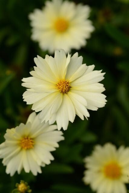 Coreopsis Uptick Series-The Prize Winning Perennial Plant
