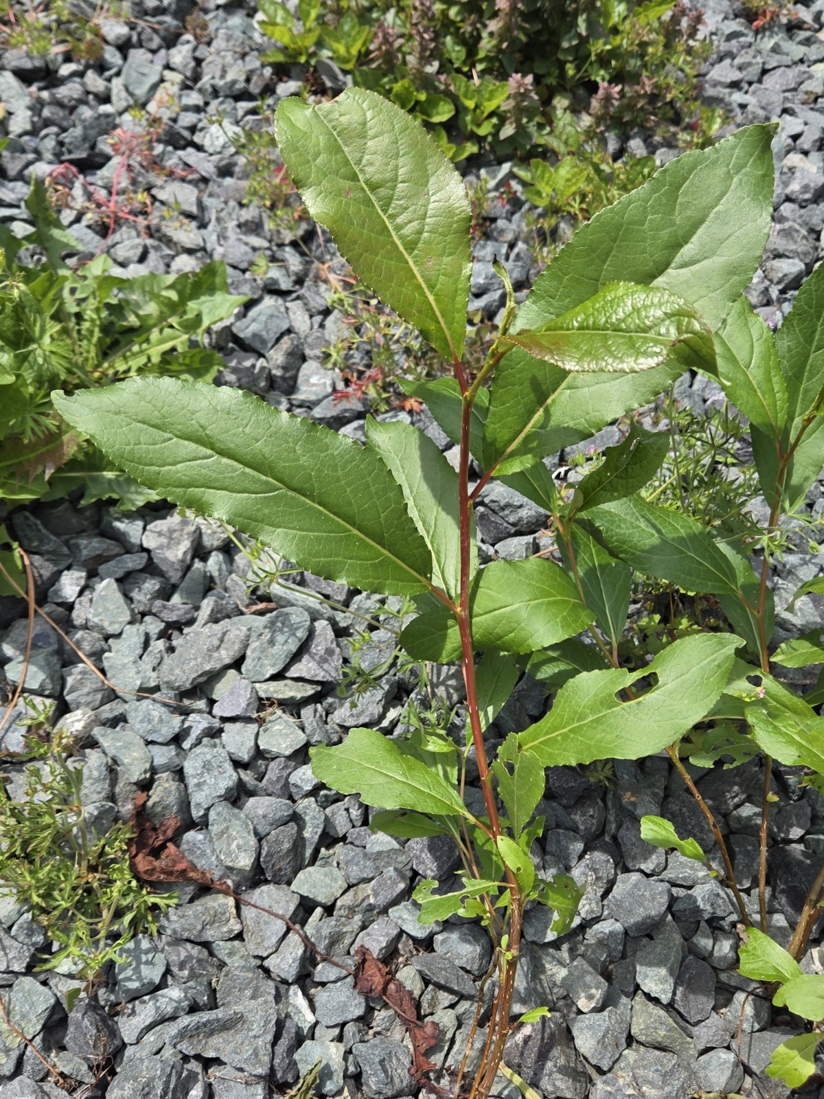 (2) Live Black Cottonwood Bare Root Tree 12-24″ Fast Growing