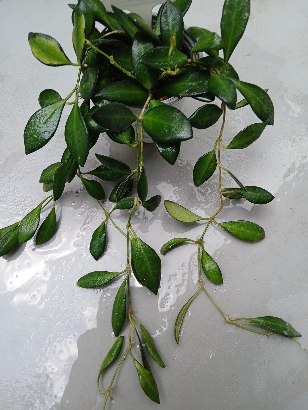 #124- HOYA BURTONIAE VARIEGATED LIVE PLANTS, FULL POT PLANTS,