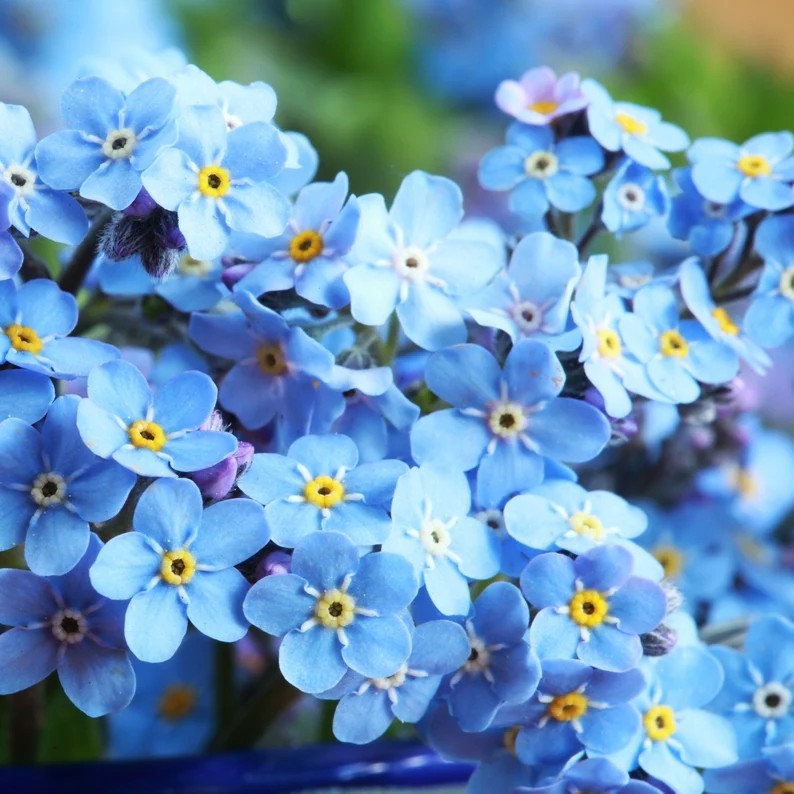 FORGET-ME-NOT, MYTOSIS SCORPIOIDES, 4 LIVE PLANTS – SEE DESCRIPTION – LOOK!