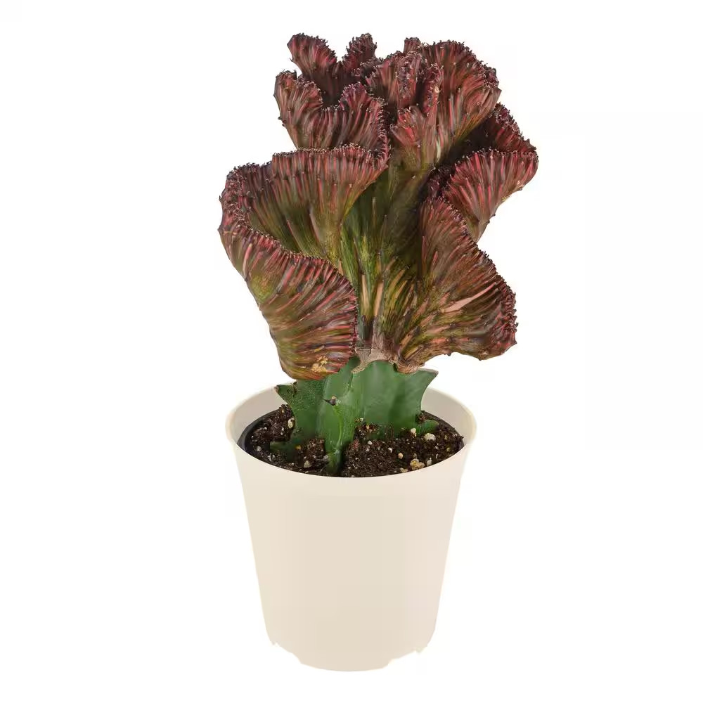 4 In. Red Marmaid Tail Coral Cactus Live Indoor Plant in Beige Plastic Pot Cover