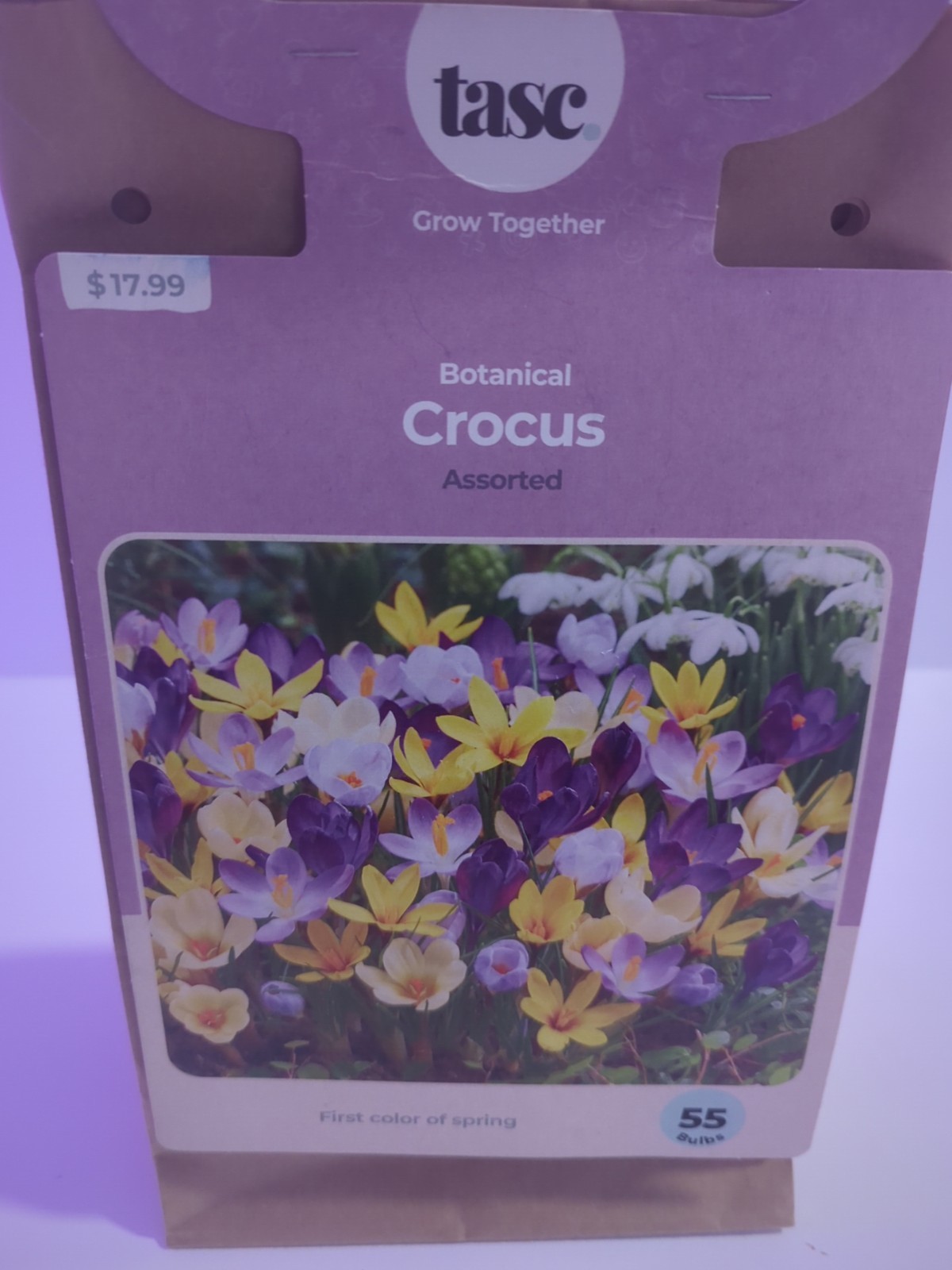 Dark Purple CROCUS fragrant flower exotic bush garden plant
