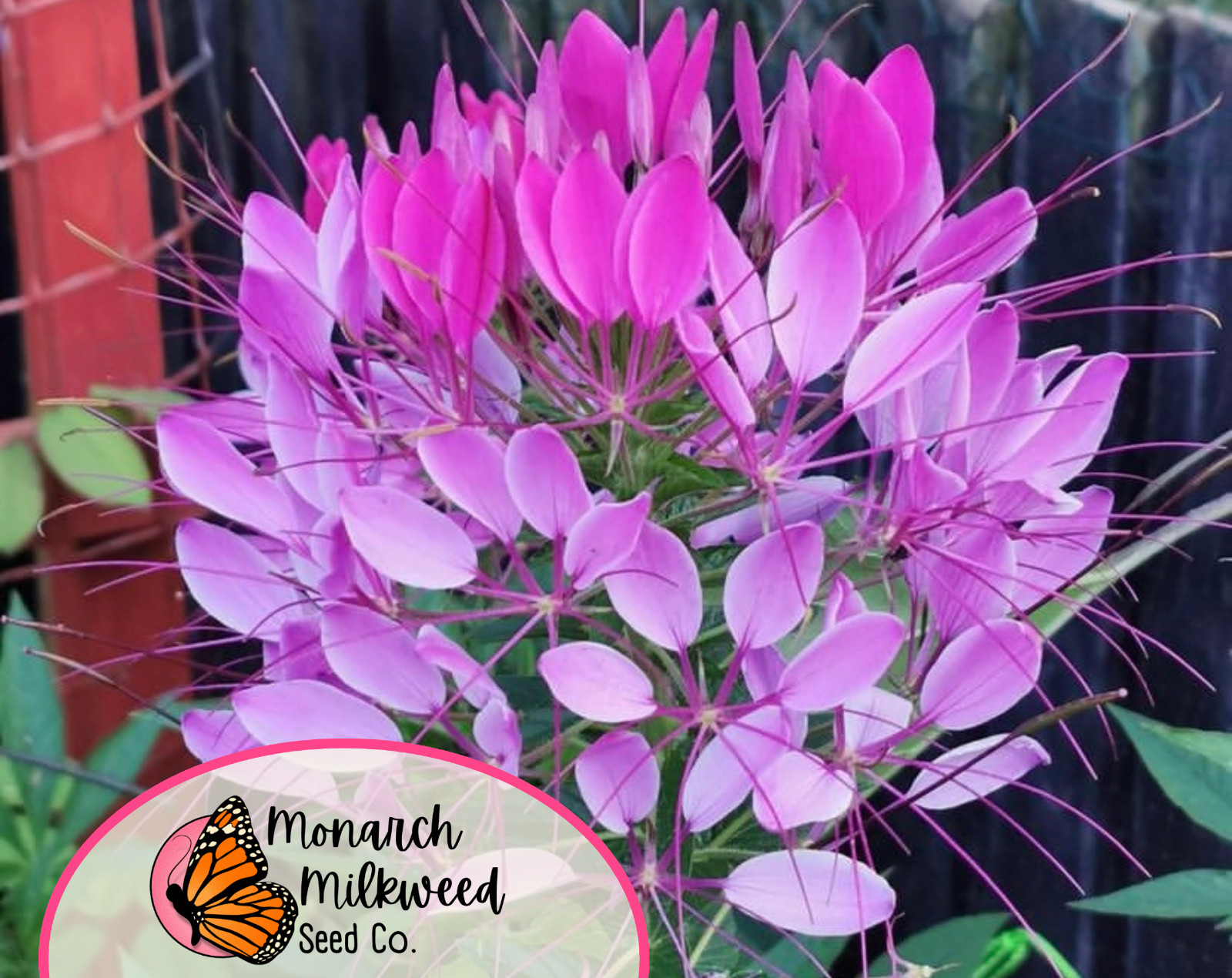 1100+ Spider Plant Seeds | Wildflower Pollinator Gardening, Cleome hassleriana