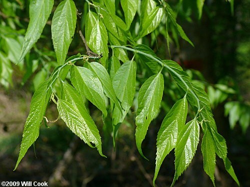 Celtis laevigata (Sugar Hackberry) 10 Unrooted Cuttings