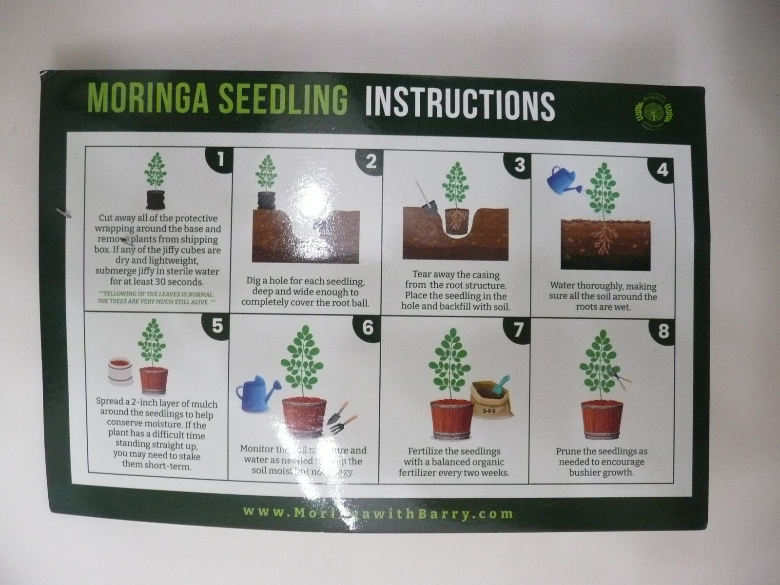 15 Organic Moringa seeds for growing Malunggay Miracle Tree Moringa Oleifera